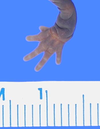 Media type: image; Herpetology A-30602
